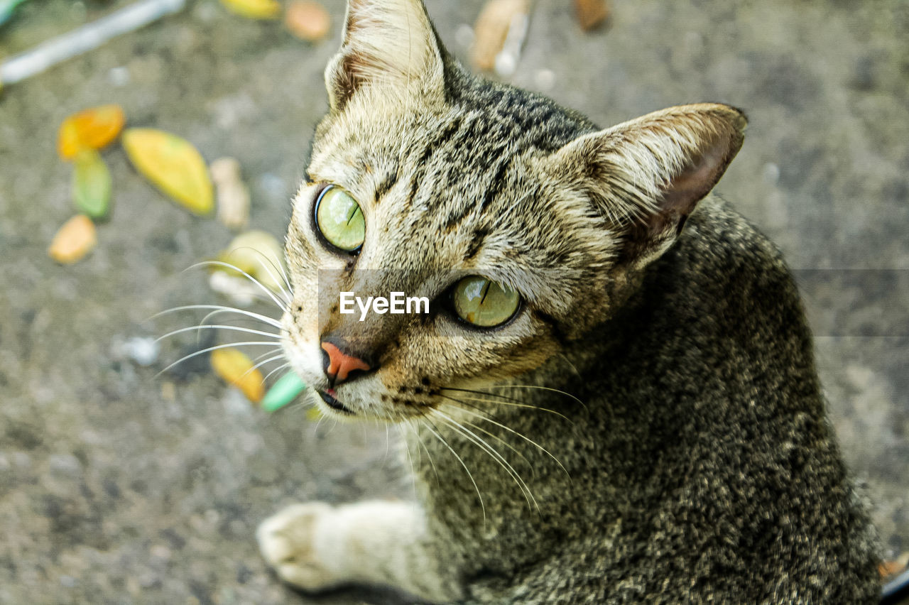 Close-up of a cat looking away