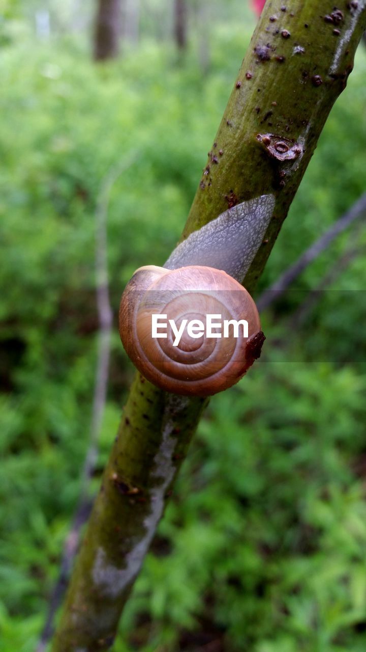 Close-up of snail on stem
