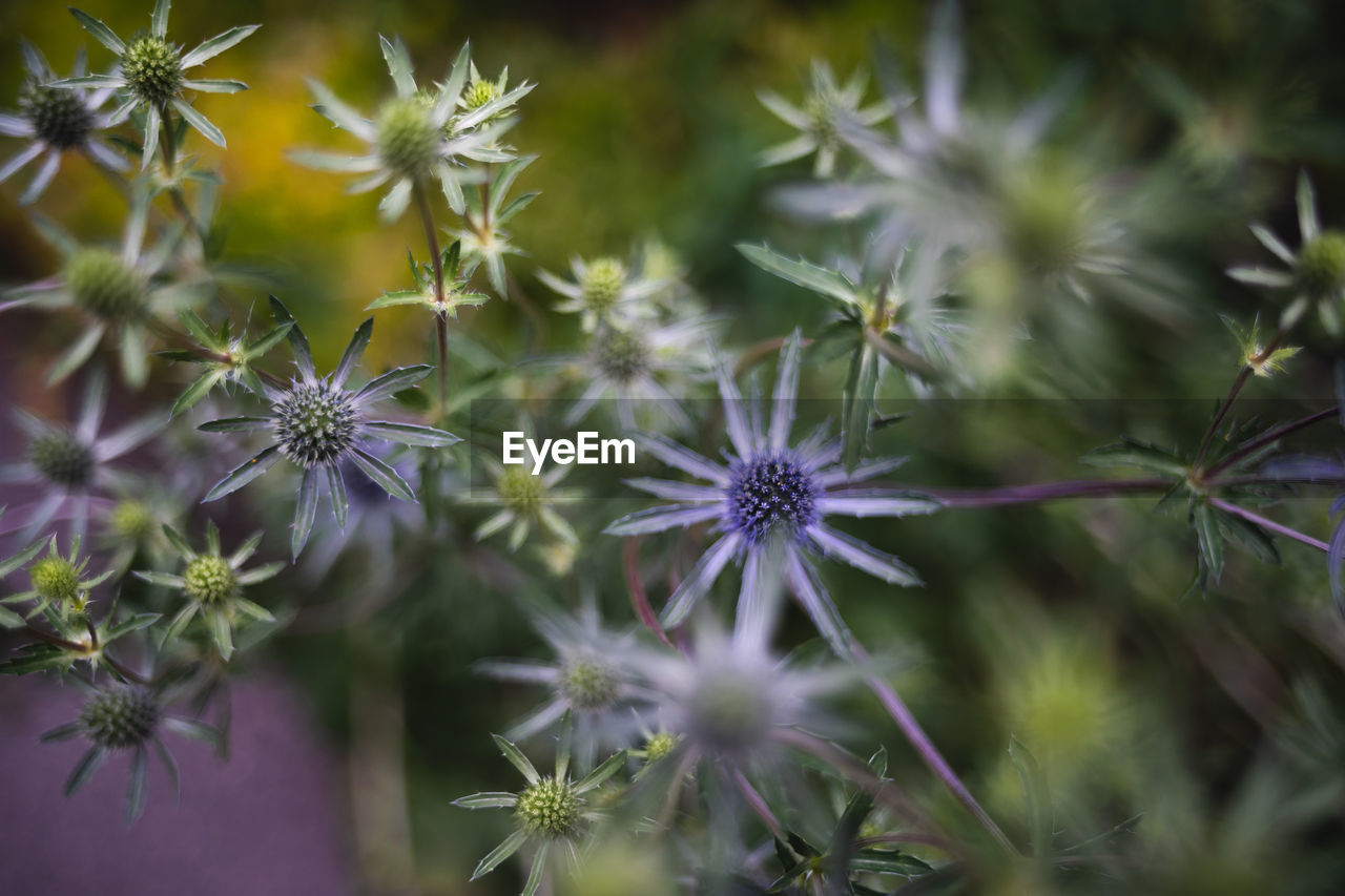CLOSE-UP OF PURPLE FLOWER