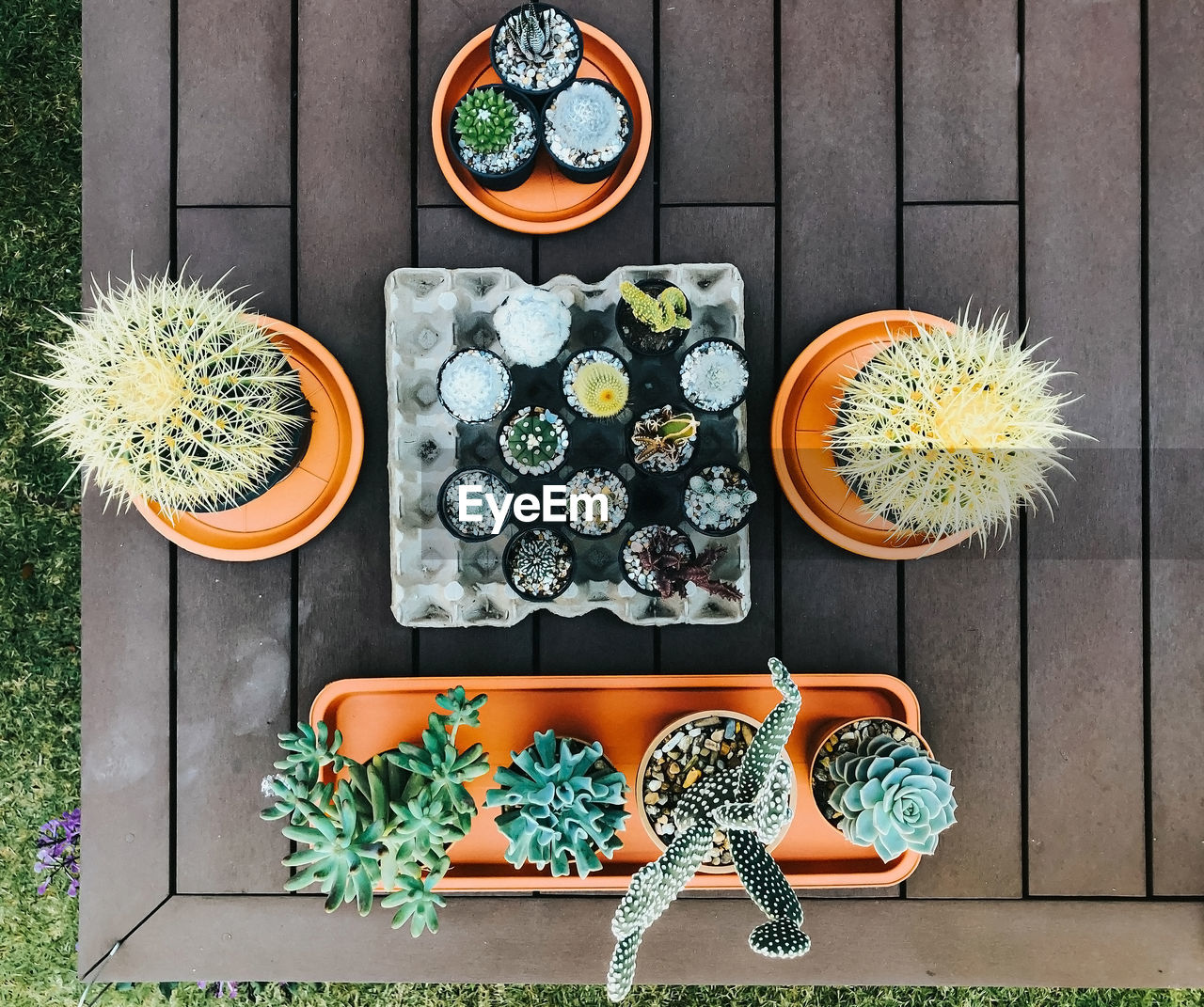 DIRECTLY ABOVE SHOT OF POTTED CACTUS ON TABLE