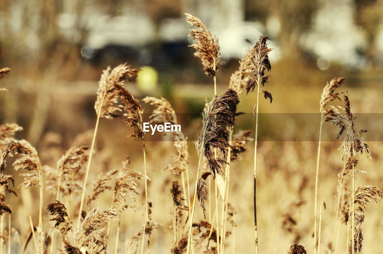 CLOSE-UP OF WHEAT CROP