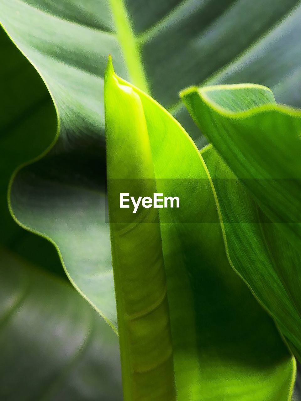 Close-up of plants growing outdoors