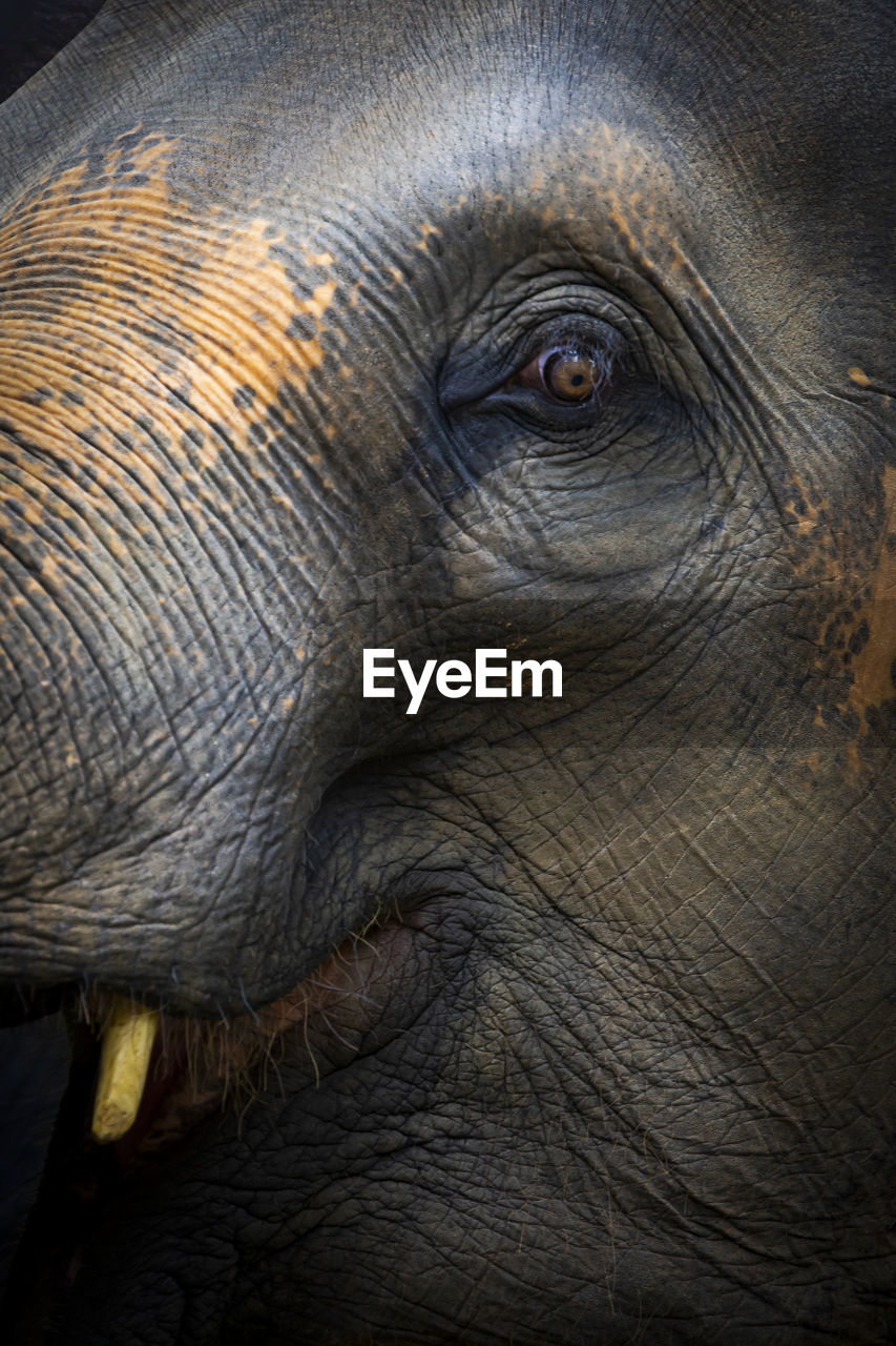 Close up of elephant, dramatic portrait animal.
