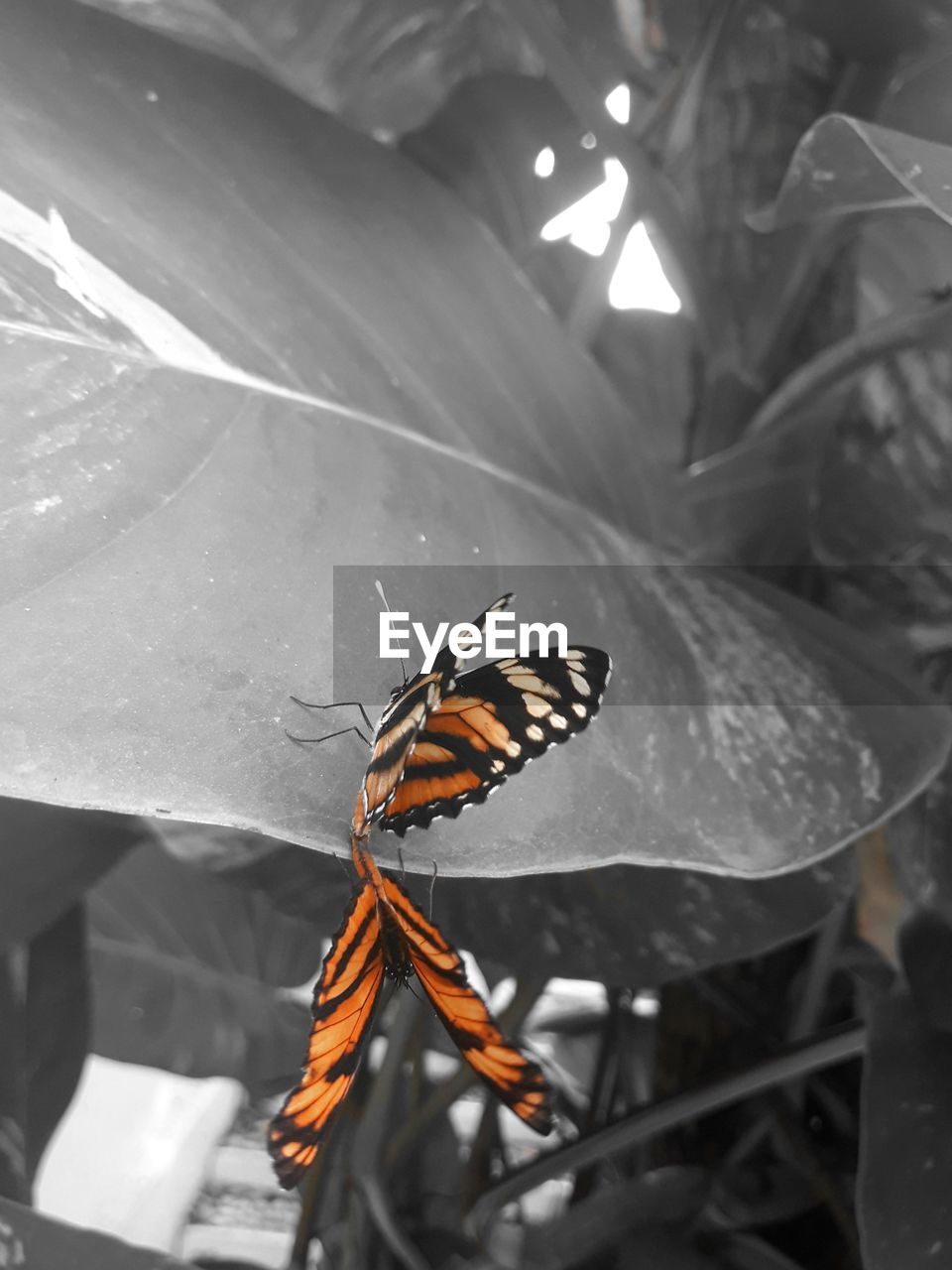 CLOSE-UP OF BUTTERFLY ON LEAF OUTDOORS