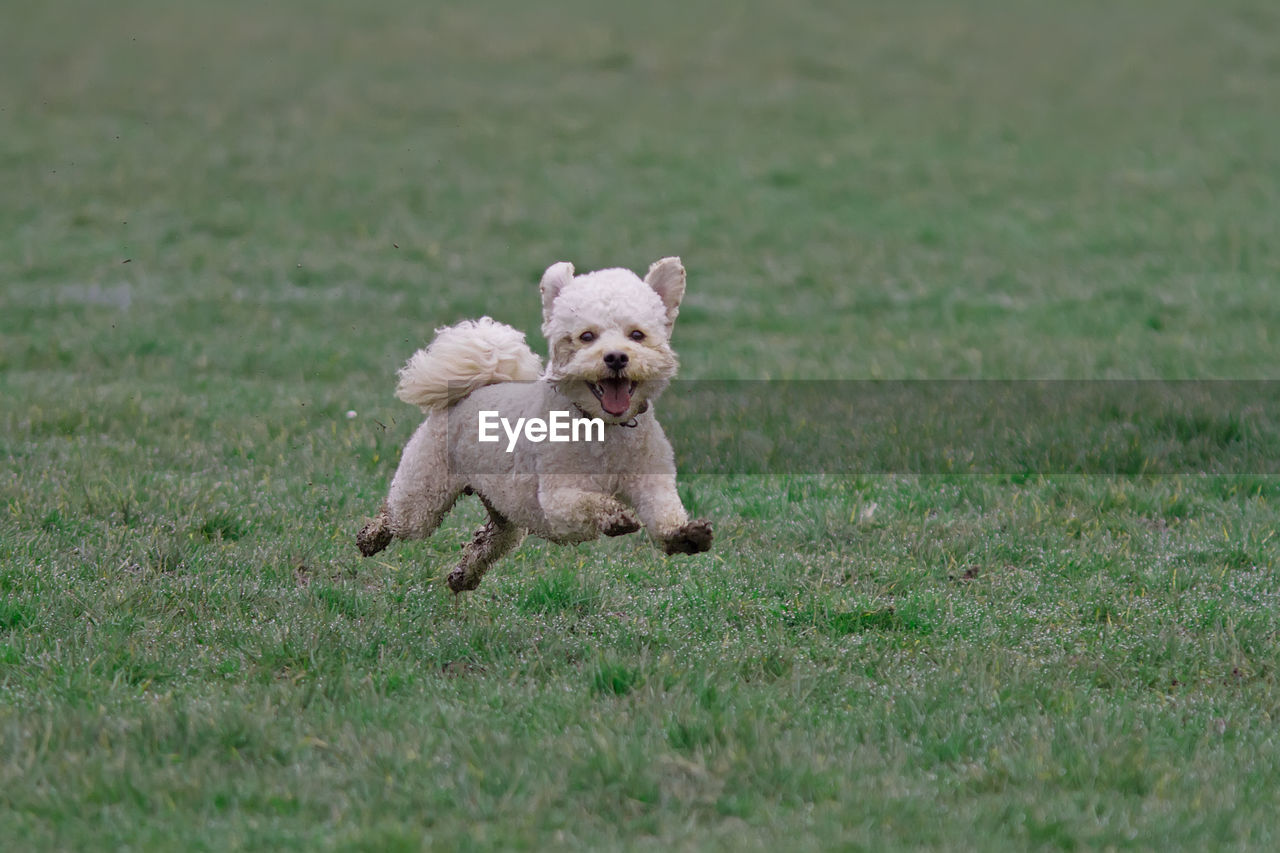 Dog running on field