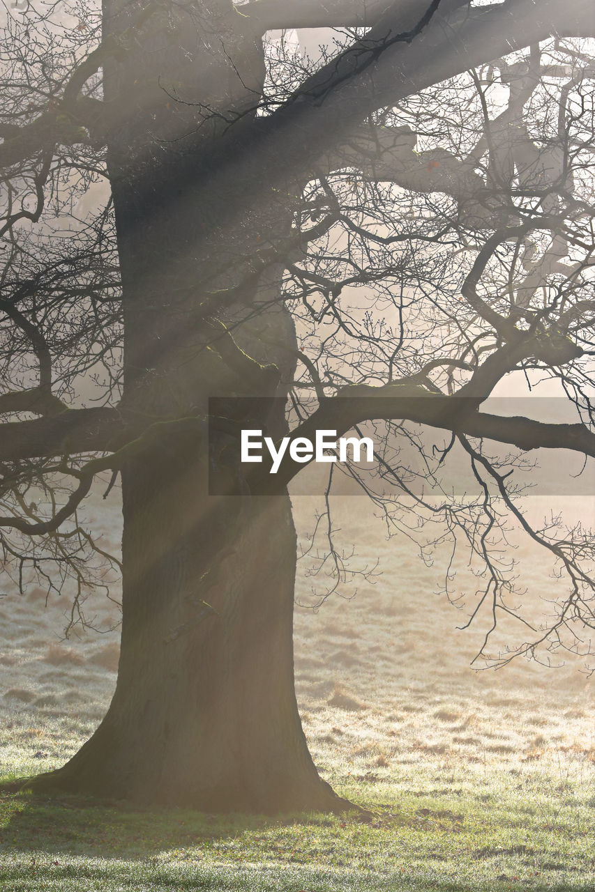 Sunlight falling on bare tree in forest