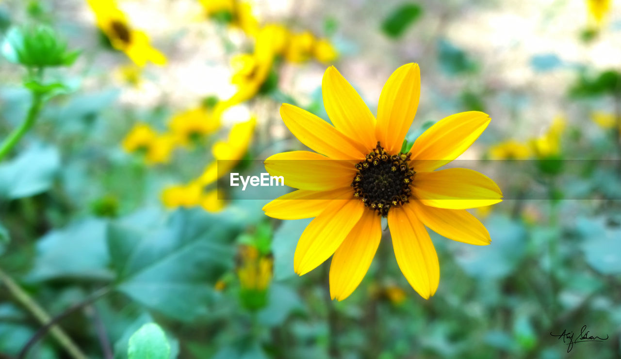 Close-up of yellow flower