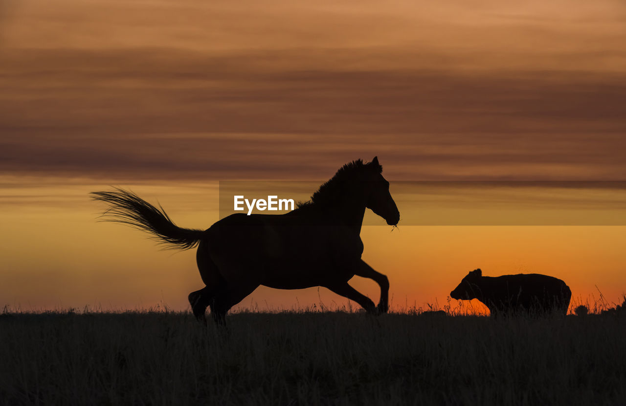 horse standing on field against orange sky