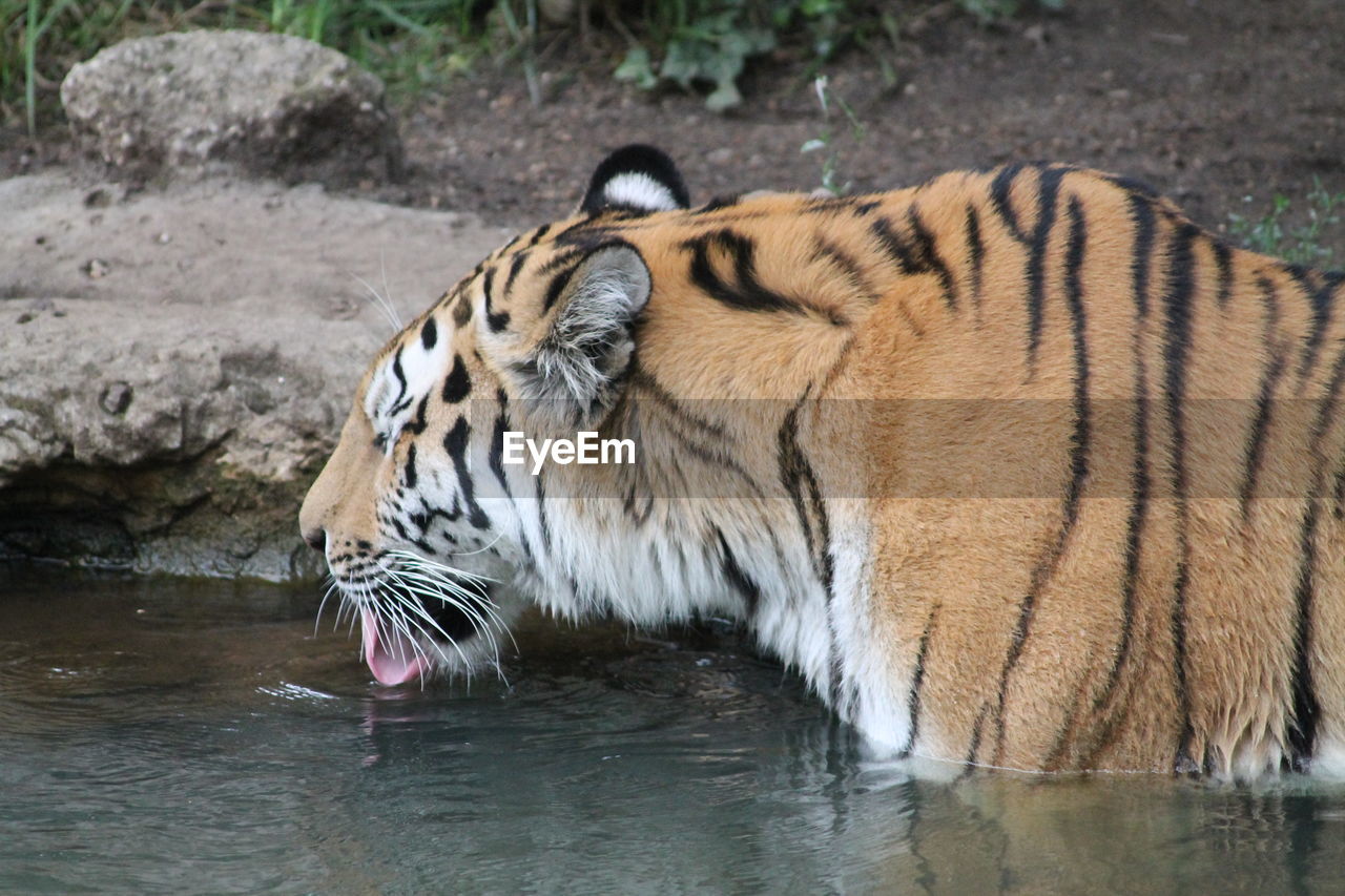 View of a tiger drinking water