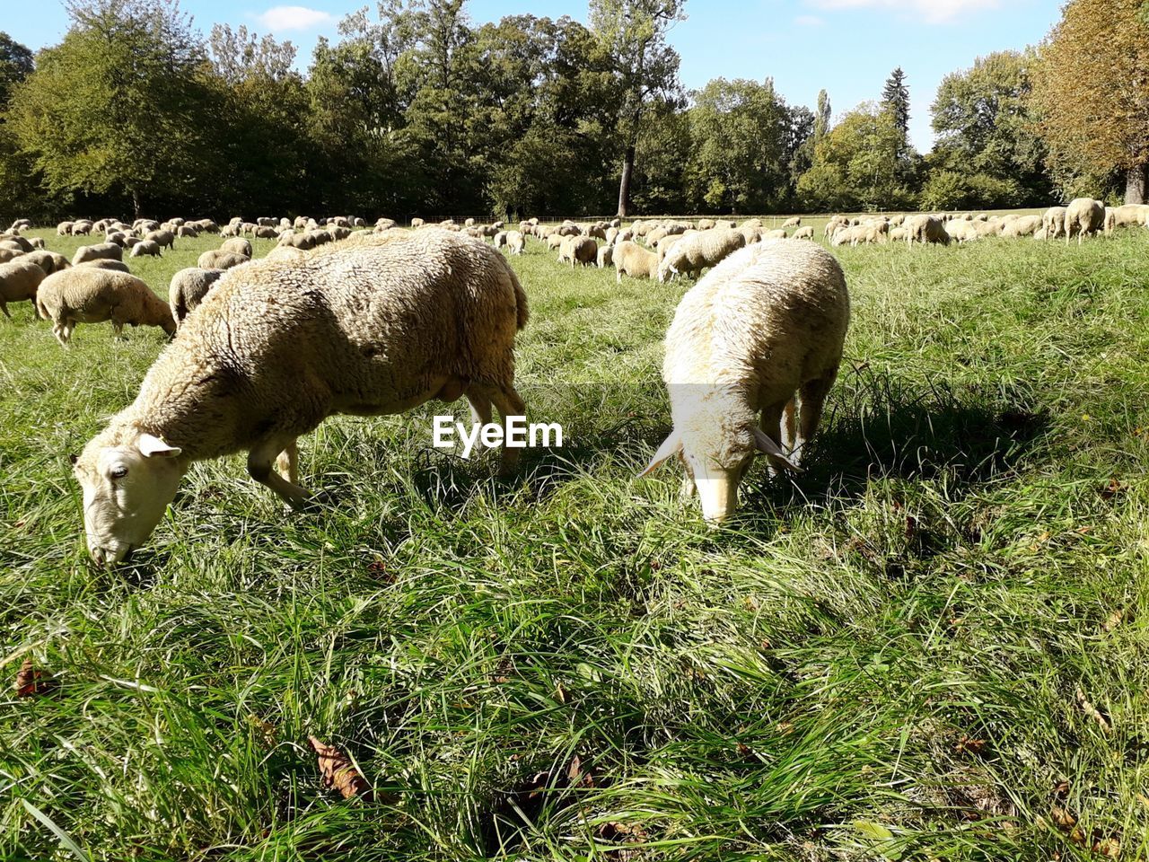 SHEEP GRAZING IN FARM