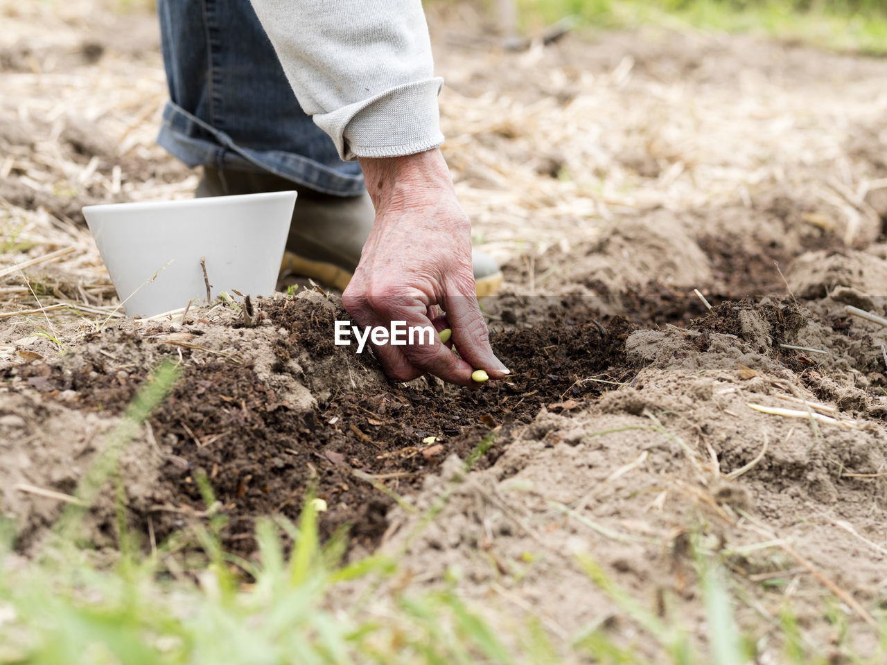 Senior woman sowing soybeans