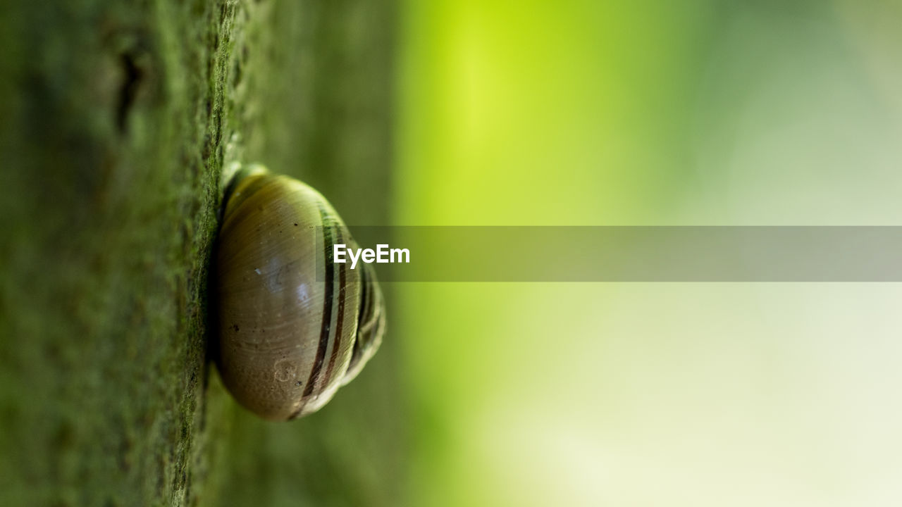 Close-up of snail on wall