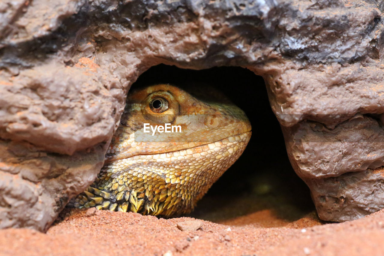 CLOSE-UP OF A LIZARD ON ROCK