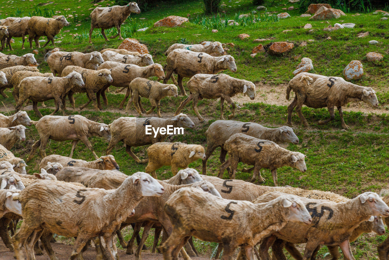 animal, animal themes, mammal, sheep, herd, livestock, group of animals, domestic animals, large group of animals, grazing, flock of sheep, agriculture, pasture, bighorn, animal wildlife, wildlife, no people, field, pet, nature, grass, land, plant, herding, day, outdoors