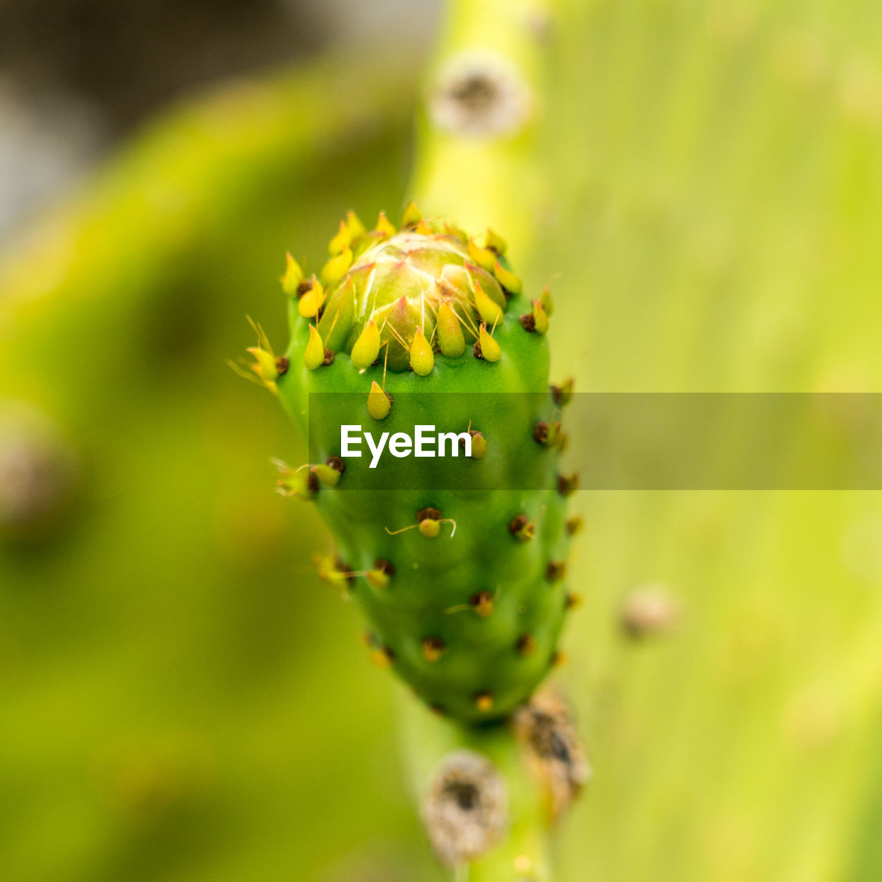 Close-up of succulent plant
