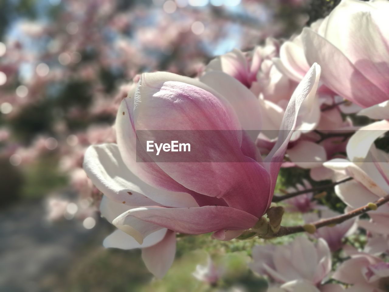 CLOSE-UP OF FLOWER BLOOMING