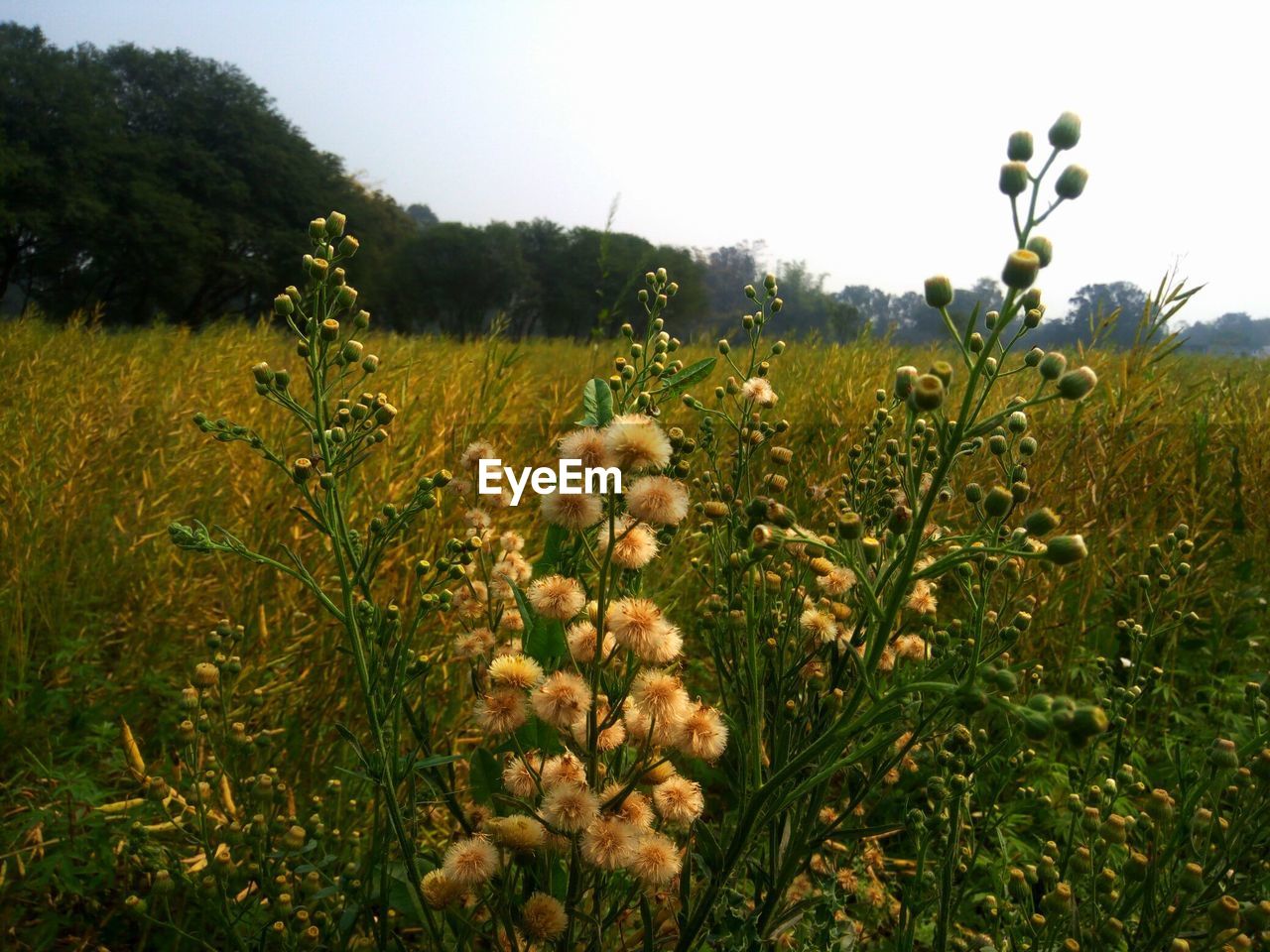 CLOSE-UP OF YELLOW FLOWERS GROWING ON FIELD AGAINST SKY