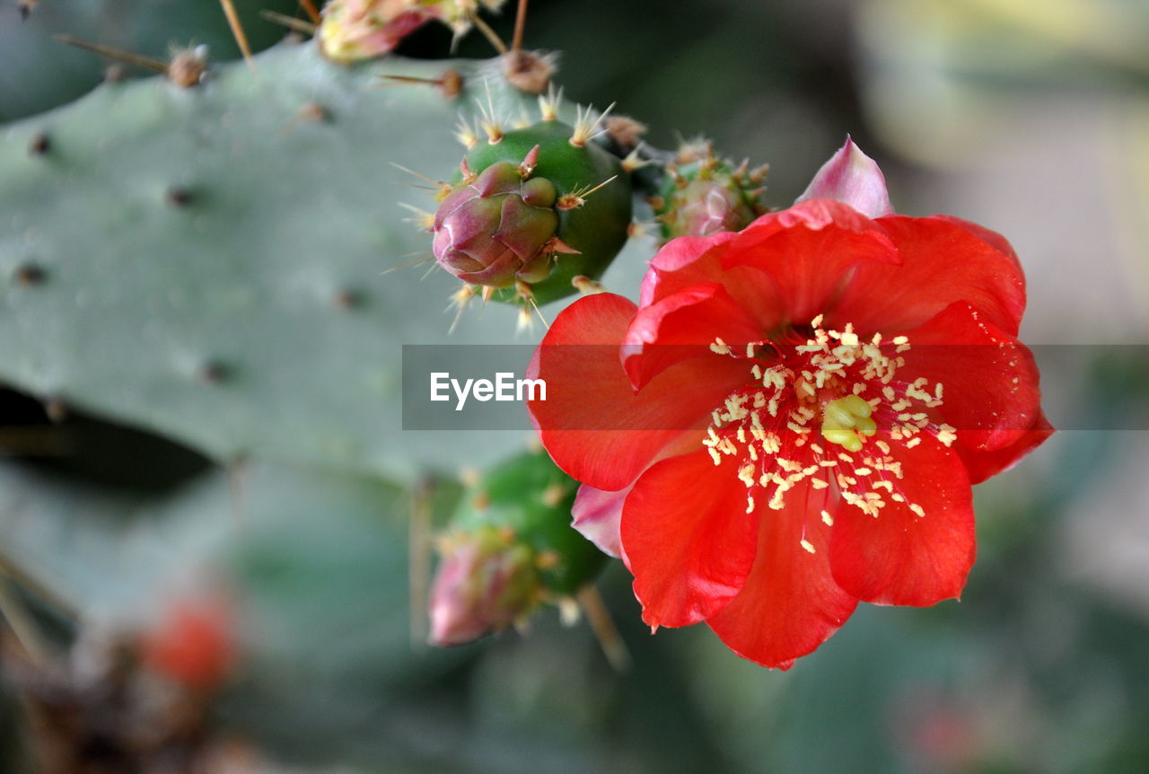 CLOSE-UP OF RED FLOWER