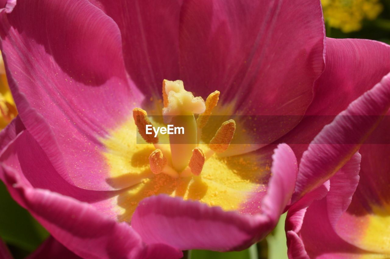 Close-up of pink flower