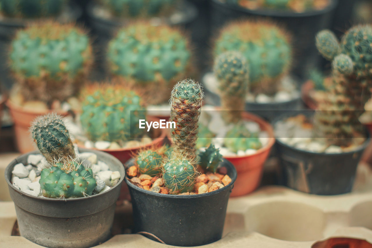 Close-up of potted plants