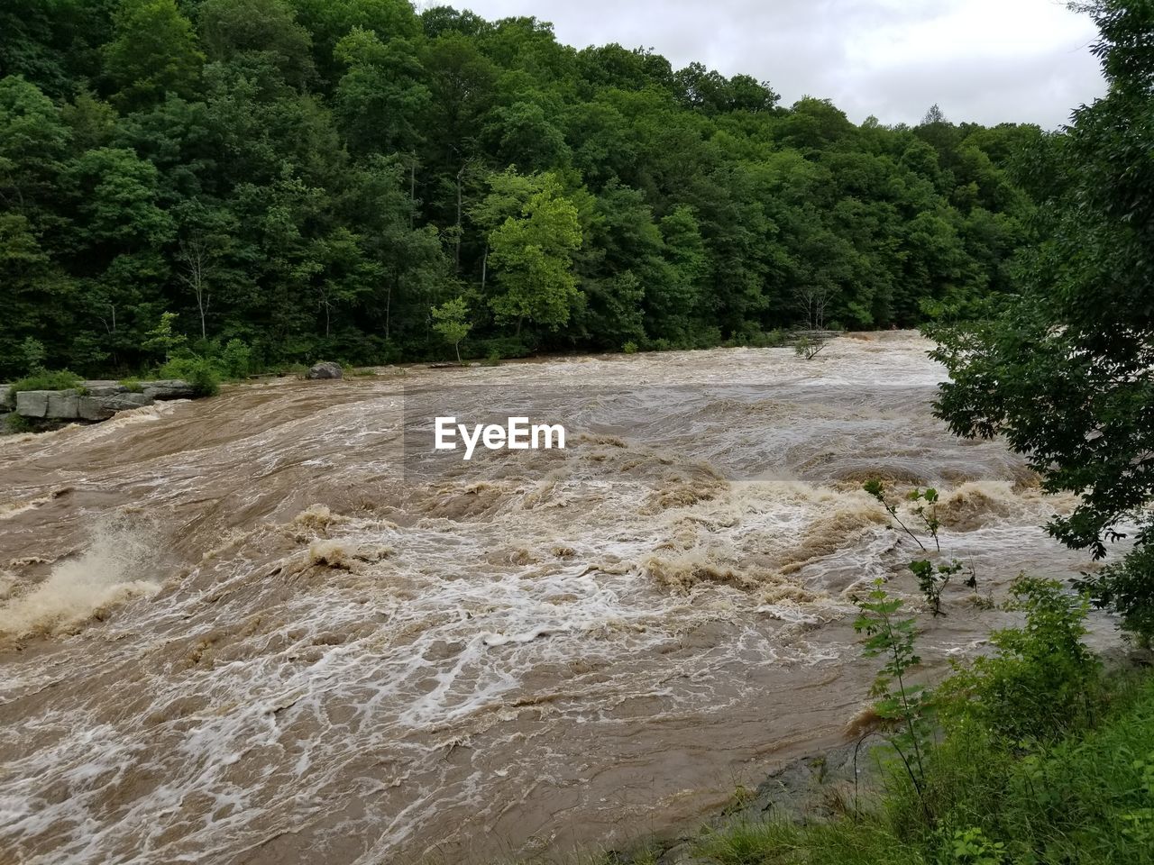 SCENIC VIEW OF STREAM FLOWING THROUGH TREES