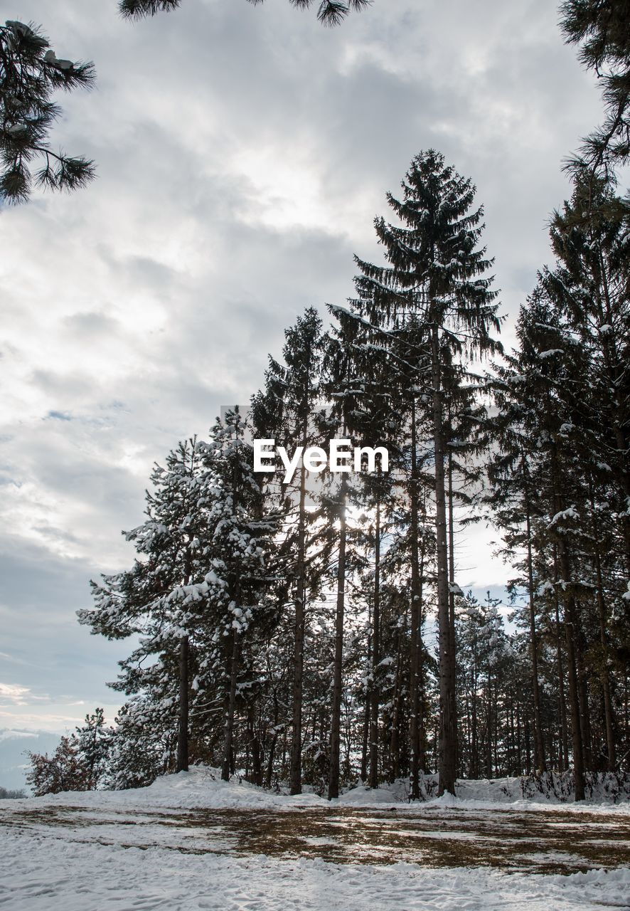 PINE TREES ON FIELD DURING WINTER