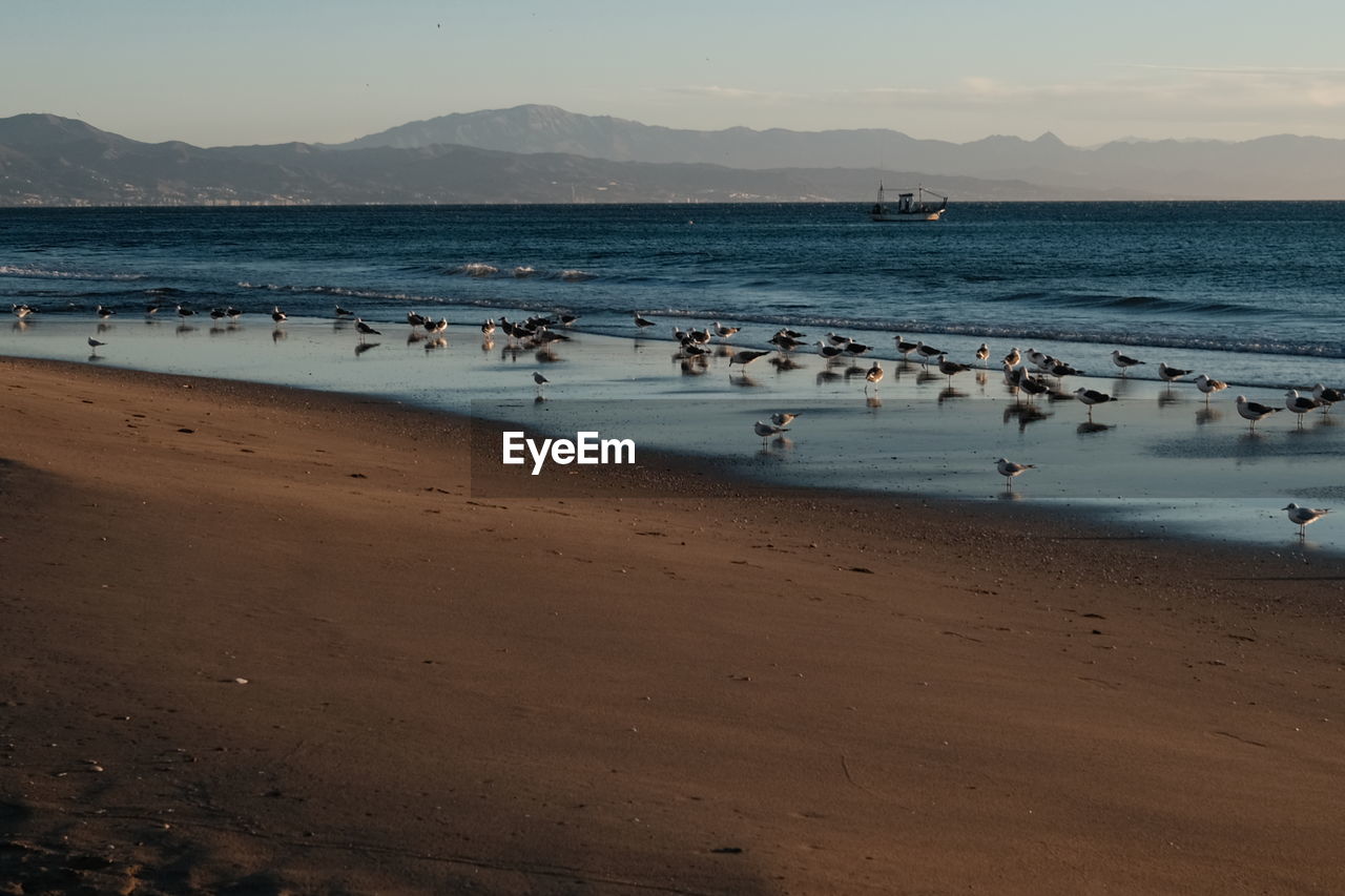 water, land, sea, body of water, beach, shore, ocean, sand, horizon, sky, coast, wave, animal, animal themes, nature, animal wildlife, wildlife, scenics - nature, beauty in nature, bird, group of animals, large group of animals, bay, travel destinations, mountain, wind wave, tranquility, coastline, morning, travel, crowd, environment, vacation, trip, tranquil scene, outdoors, holiday, day, large group of people, tourism, motion, shoal, clear sky, landscape, non-urban scene, mammal, dusk