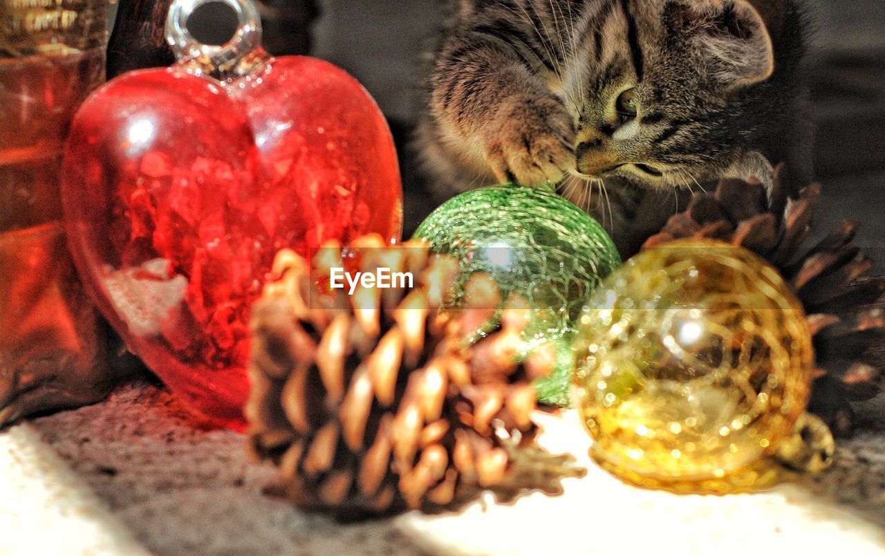 Close-up of a playful kitten with christmas decorations on floor