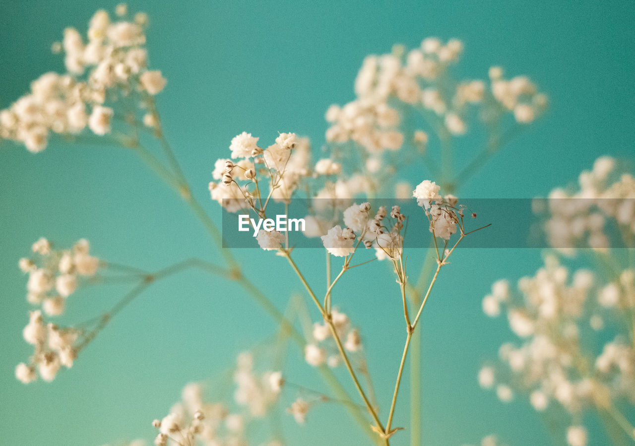 low angle view of cherry blossoms against blue sky