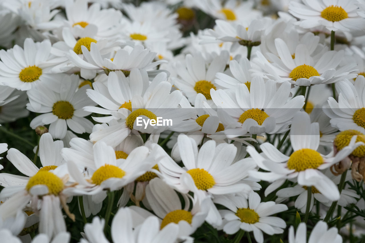 Close-up of white daisy flowers blooming at park