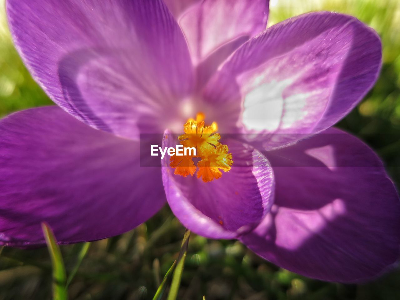 Close-up of purple crocus blooming outdoors