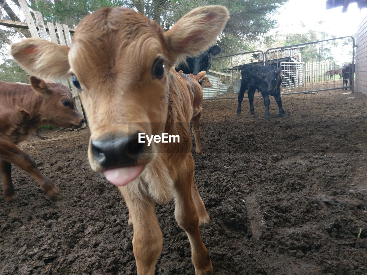 VIEW OF COWS ON FIELD