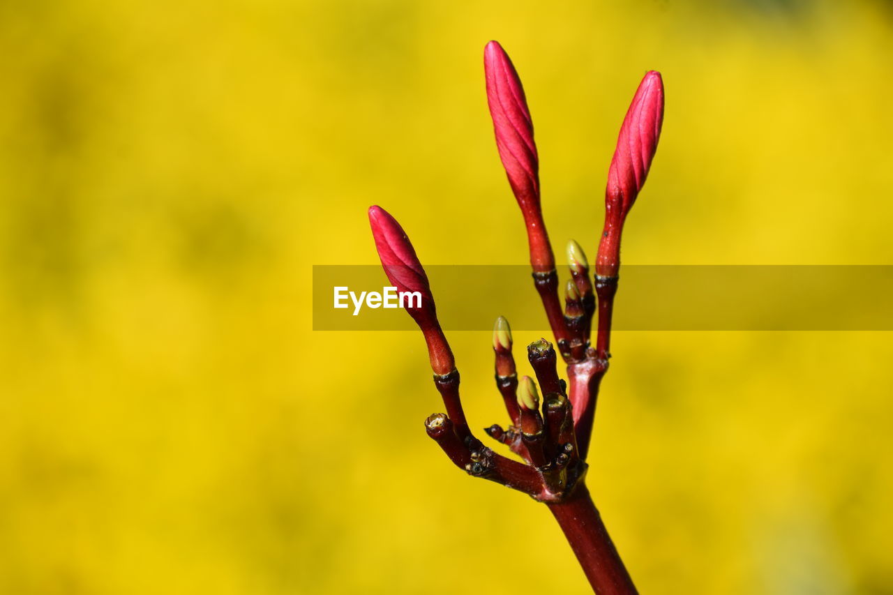 Close-up of flower buds