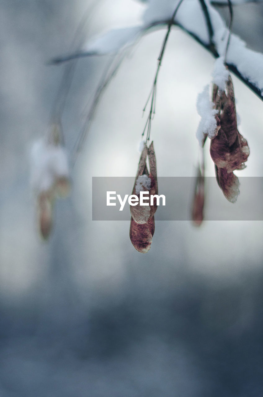 Close-up of dry plants hanging on snow