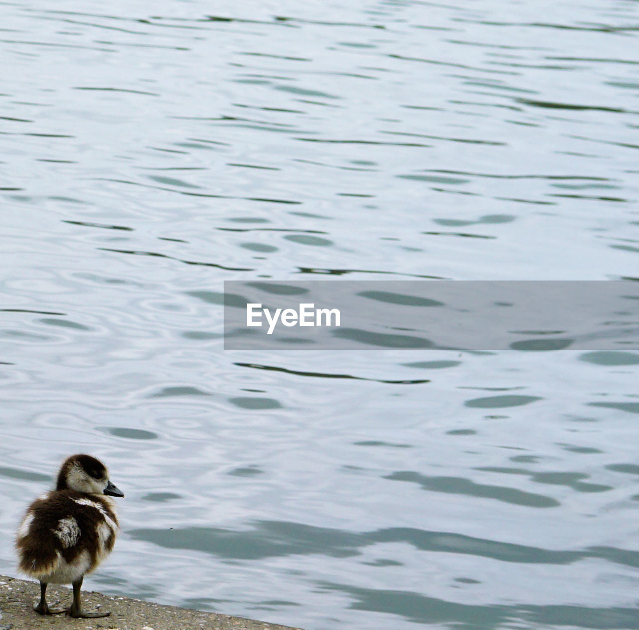 Duckling on pier against lake