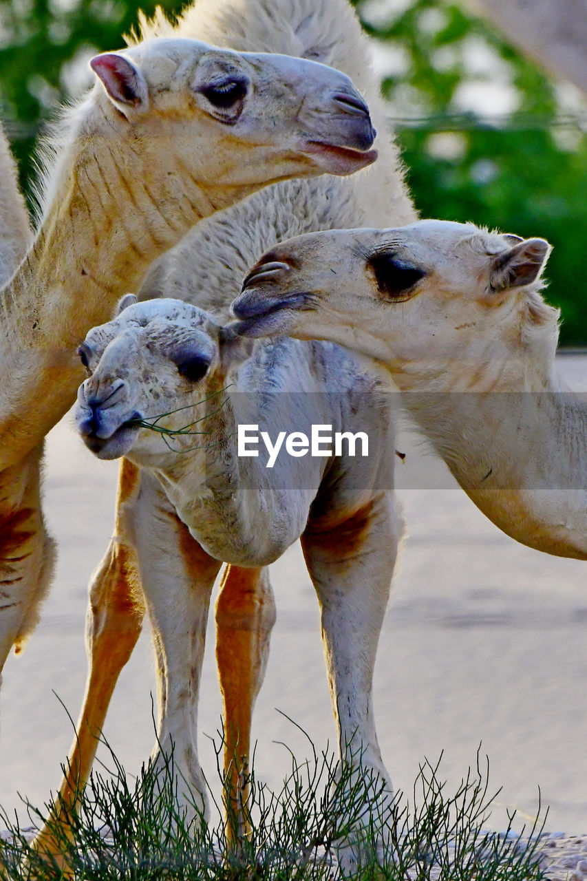 Desert camels in the wilderness in saudi arabia