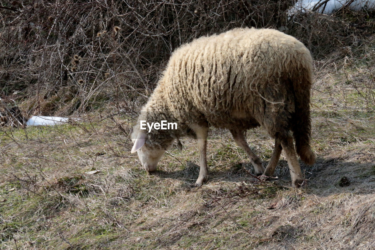 CLOSE-UP OF SHEEP ON GRASS