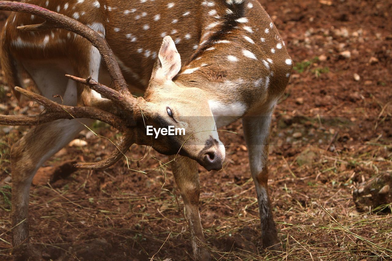 animal, animal themes, animal wildlife, mammal, wildlife, one animal, deer, nature, no people, antelope, horn, land, domestic animals, field, horned, outdoors, day, impala, plant, brown, herbivorous, antler