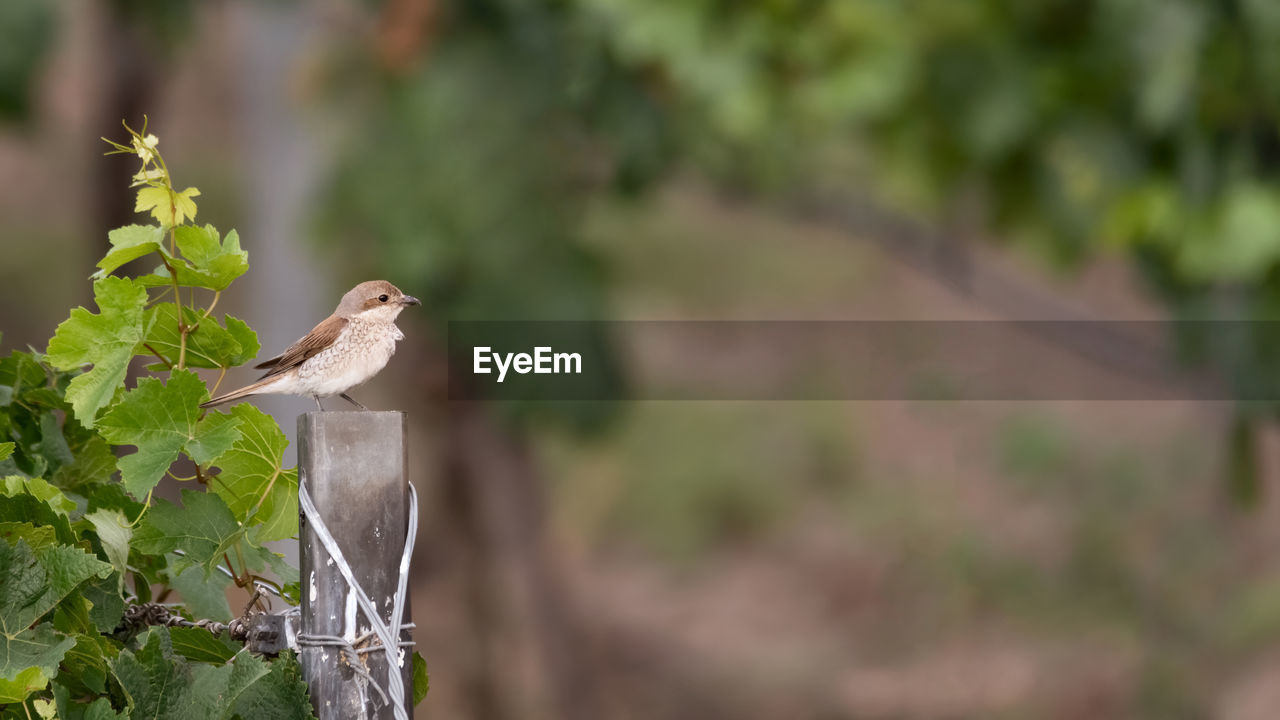 CLOSE-UP OF BIRD PERCHING ON PLANT