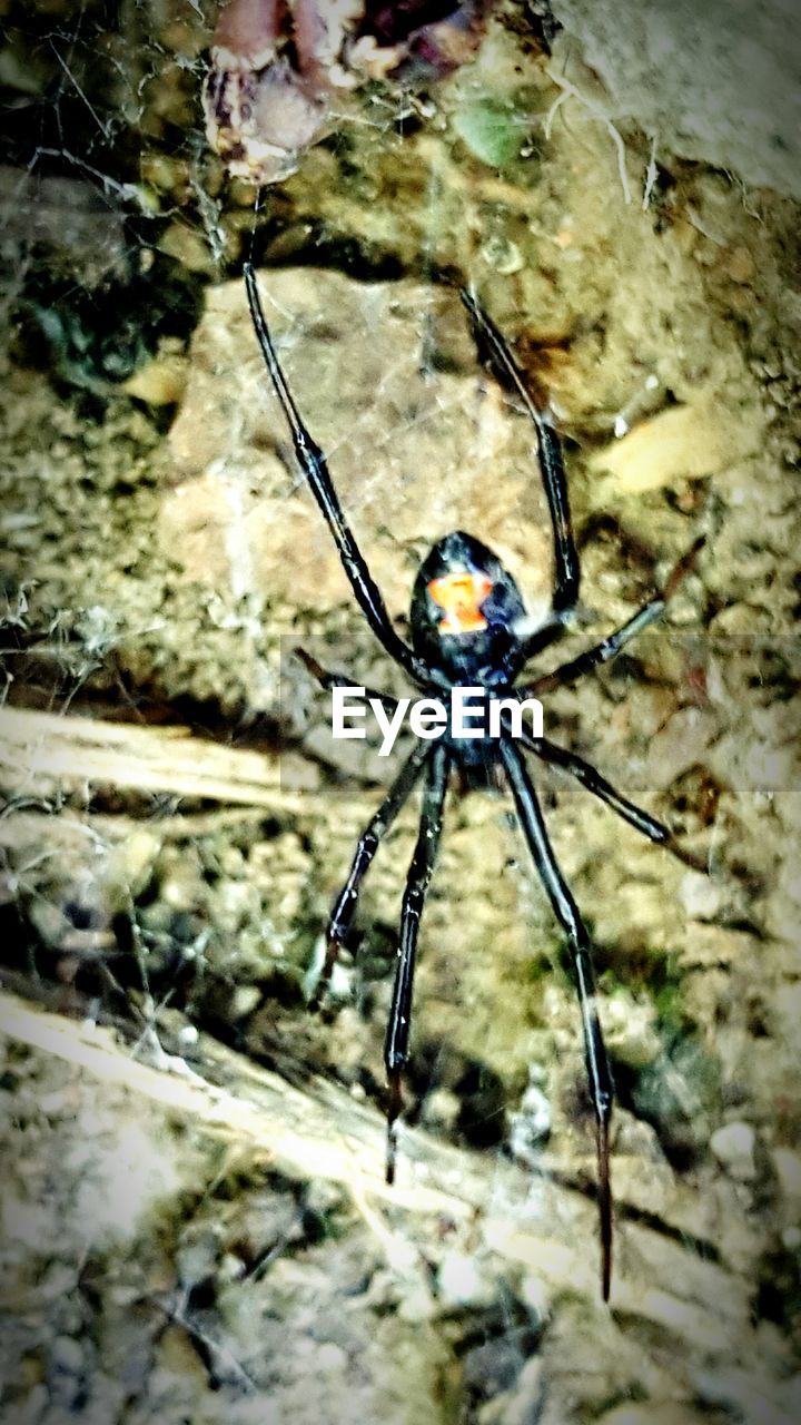 CLOSE-UP OF SPIDER ON WHITE SURFACE