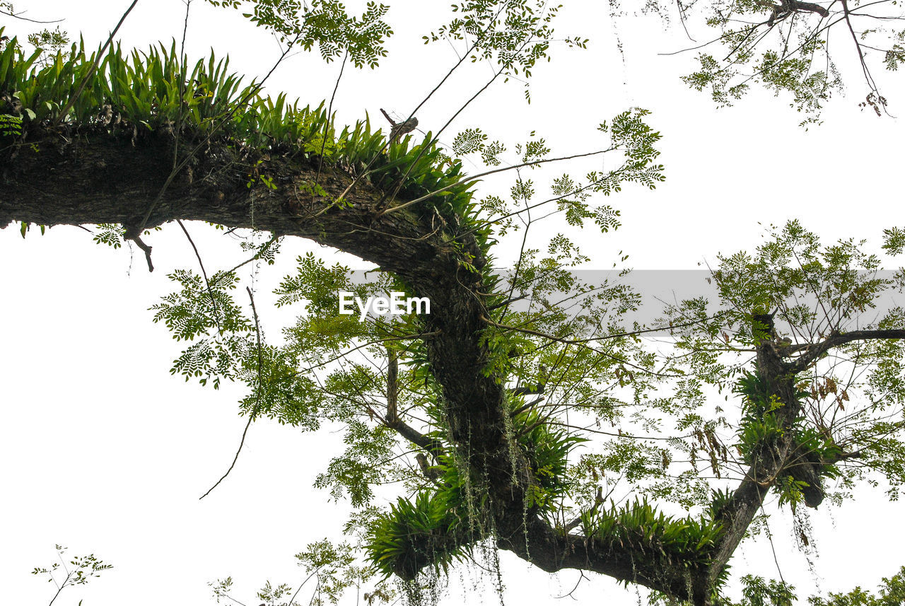 LOW ANGLE VIEW OF TREES AGAINST SKY