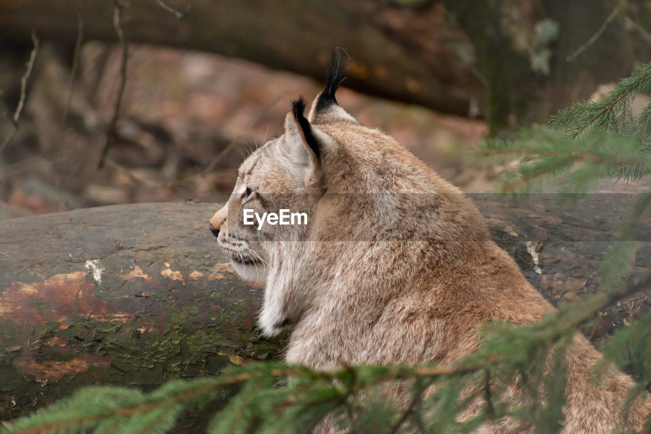 Feldkirch, austria, february 17, 2024 lynx in a wild life park shot is taken through a fence