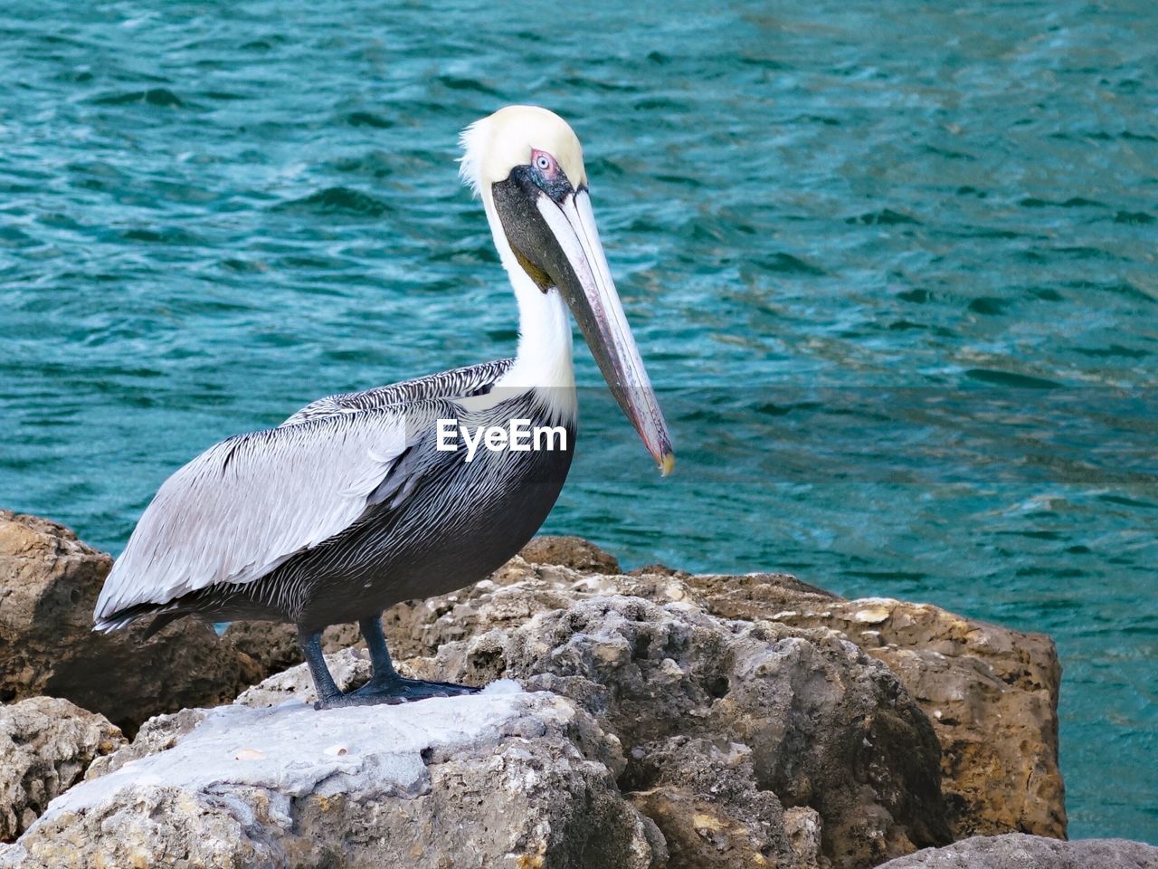 Pelican on sea shore