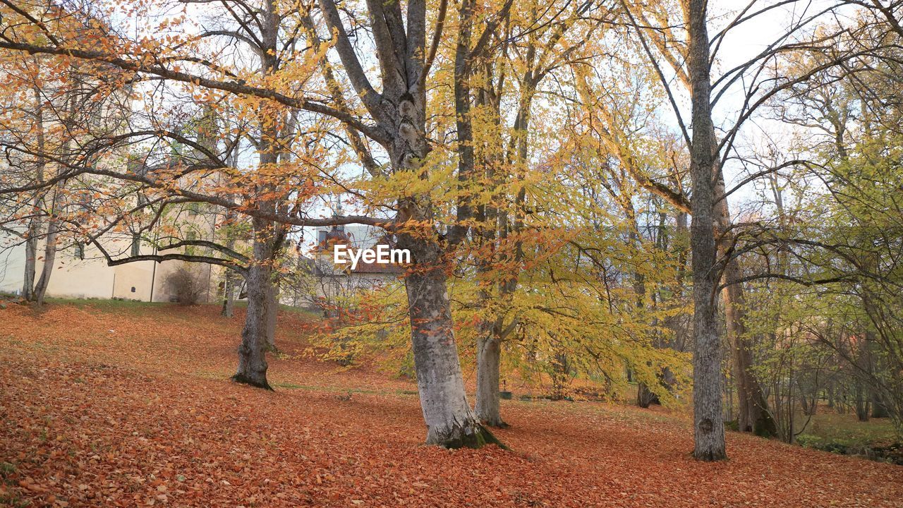 Trees on field during autumn