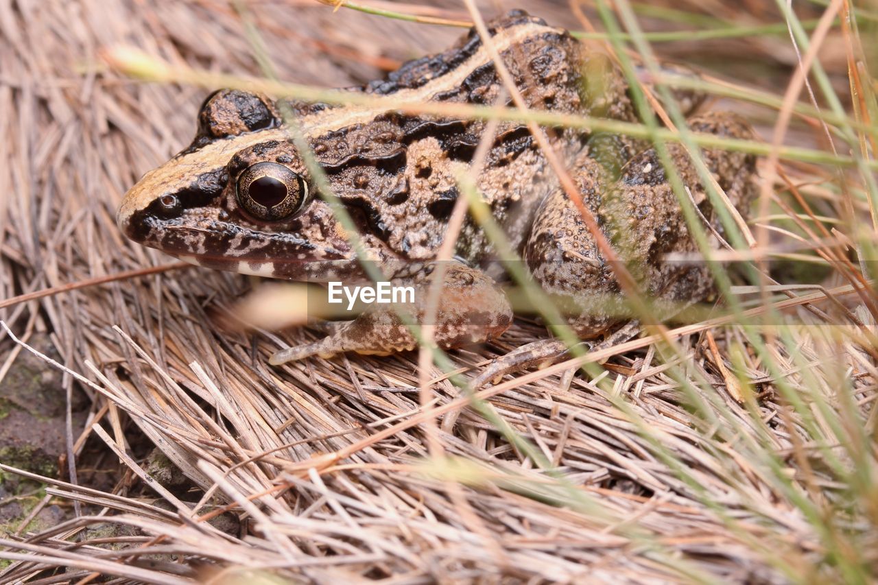 CLOSE-UP OF A LIZARD ON LAND