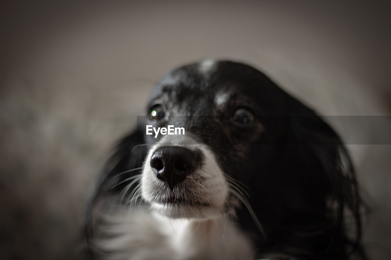 Close-up portrait of a dog