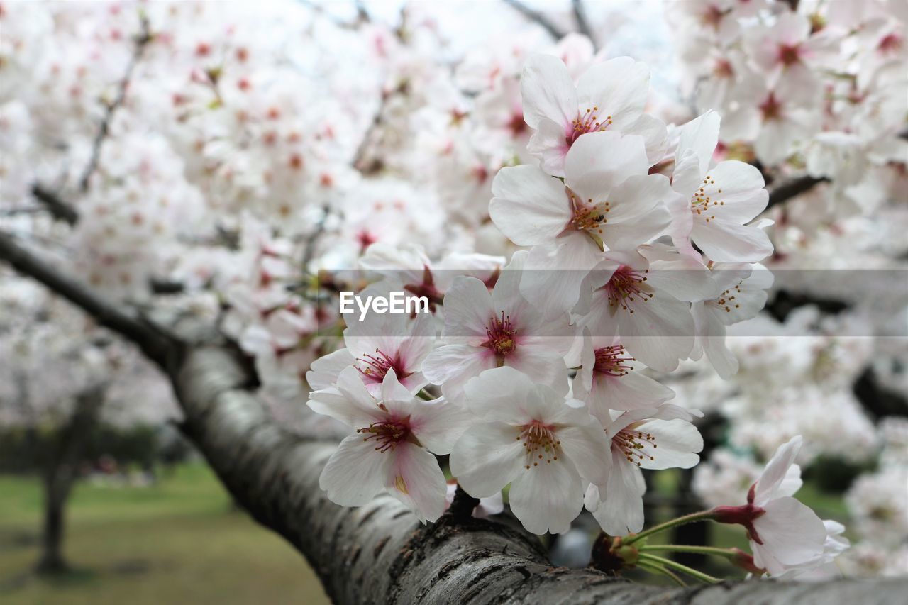 Close-up of white cherry blossom on branch