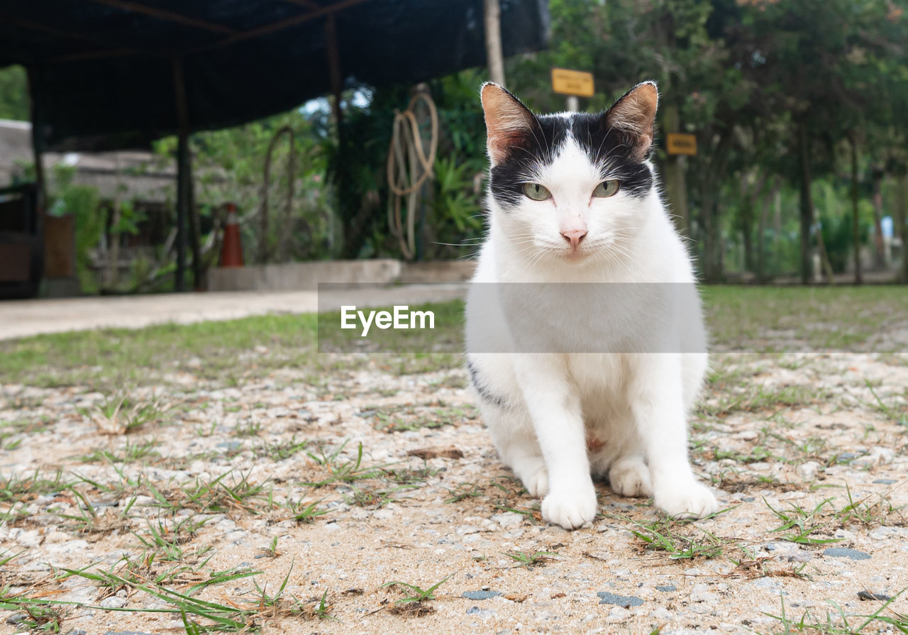pet, mammal, animal themes, domestic animals, animal, cat, one animal, domestic cat, feline, portrait, felidae, looking at camera, whiskers, small to medium-sized cats, sitting, no people, white, plant, front or back yard, grass, focus on foreground, nature, cute, front view, day, animal hair