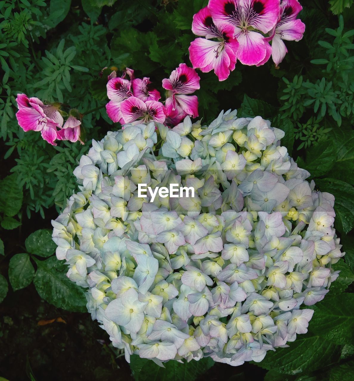 High angle view of pink flowering plant