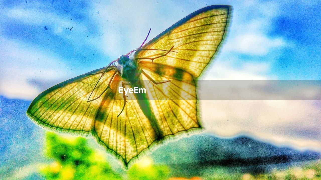 BUTTERFLY ON LEAF AGAINST SKY